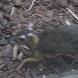 Artis Zoo - Malayan Chevrotain