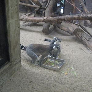 Artis Zoo - Ring-tailed Lemurs