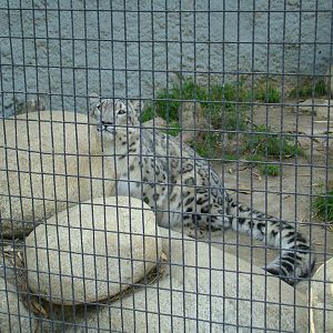 Snow Leopard at the Los Angeles Zoo