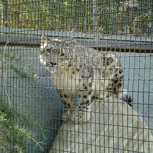 Snow Leopard at the Los Angeles Zoo