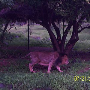 asiatic lion at sakkarbagh zoo
