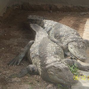 mugger at breeding center,gir national park