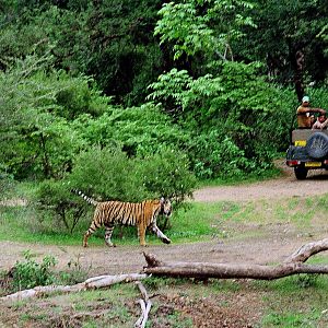 male tiger of  ranthambore national park
