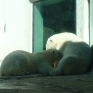 Toledo Zoo - Suckling polar bear cub