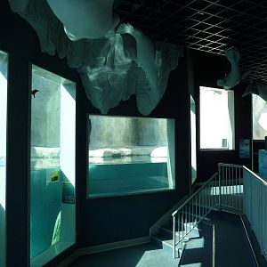 Toledo Zoo - Polar Bear Exhibit