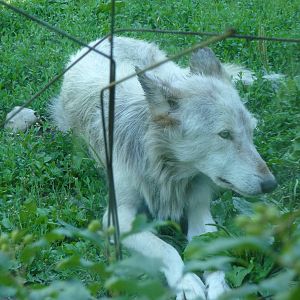 Toledo Zoo - Gray Wolf