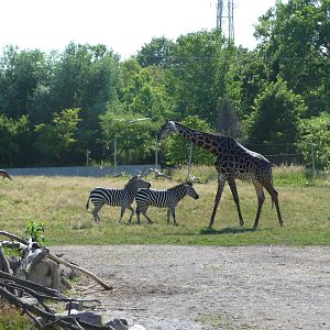 Toledo Zoo - Africa!