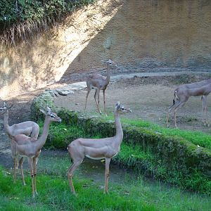 Southern Gerenuk at the Los Angeles Zoo
