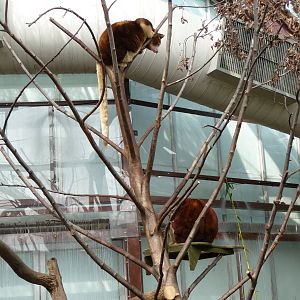 Toronto Zoo - Tree Kangaroos