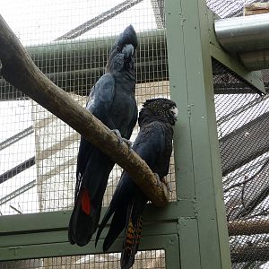 Toronto Zoo - Cockatoos