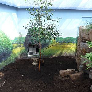 Toronto Zoo - Wombat Exhibit