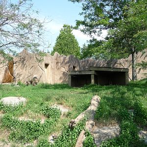 Toronto Zoo - Dhole Exhibit