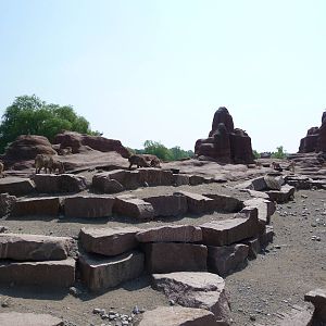 Toronto Zoo - Barbary Sheep Exhibit