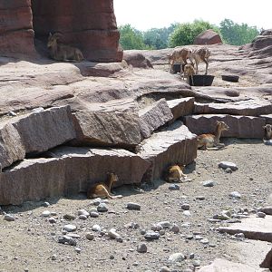 Toronto Zoo - Barbary Sheep Exhibit