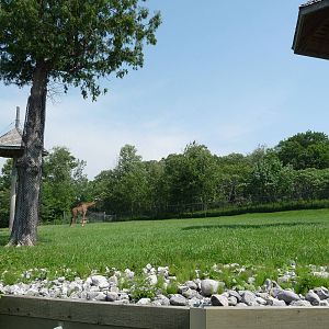 Toronto Zoo - Giraffe Paddock