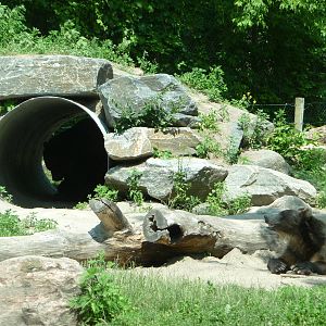Toronto Zoo - Grizzlies