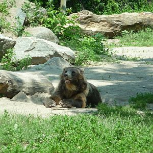 Toronto Zoo - Grizzly Bear