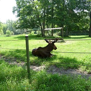 Toronto Zoo - Moose Exhibit