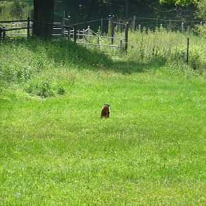 Toronto Zoo - Marmot
