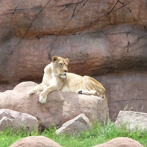 Toronto Zoo - Lion