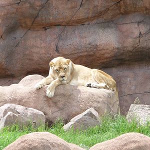 Toronto Zoo - Lion