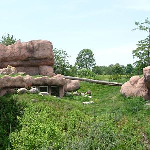 Toronto Zoo - Lion Exhibit