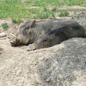 Toronto Zoo - Warthogs