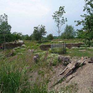 Toronto Zoo - Warthog Exhibit