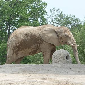Toronto Zoo - African elephant