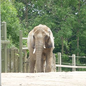 Toronto Zoo - African elephant