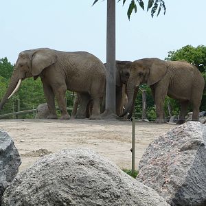 Toronto Zoo - African elephants