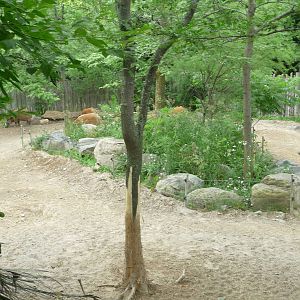 Toronto Zoo - Red River Hog Exhibit