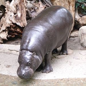 Toronto Zoo - Pygmy Hippo