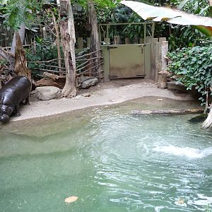 Toronto Zoo - Pygmy Hippo Exhibit