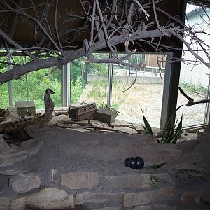 Toronto Zoo - Meerkat Exhibit