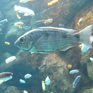 Toronto Zoo - Malawi cichlid aquarium