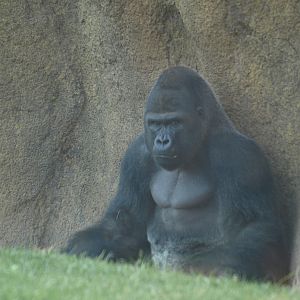 gorillas bioparc
