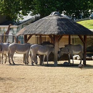 African Savannah exhibit Artis August 2010