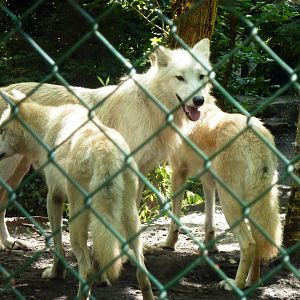 Alaska wolves Artis August 2010