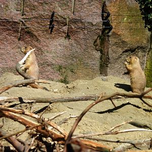 Prairie dog exhibit Artis August 2010