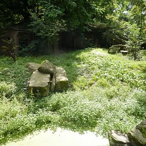 Maned wolf exhibit Artis August 2010