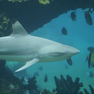 Blacktip Reef Shark