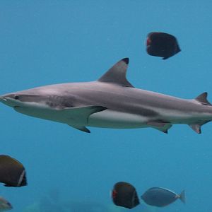 Blacktip Reef Shark