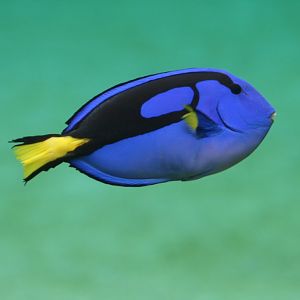 Blue Tang
