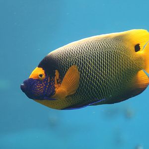 Blue-faced Angelfish