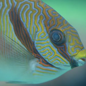 Blue-lined Rabbitfish