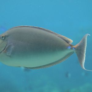 Blue-spined Unicornfish