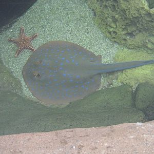 Blue-spotted Fantail Ray
