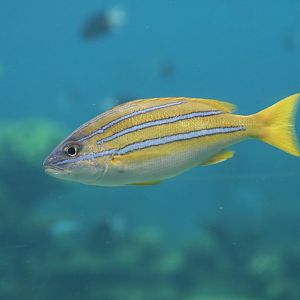Blue-striped Seaperch