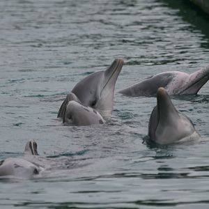 Bottlenose and Indopacific Humpback Dolphins